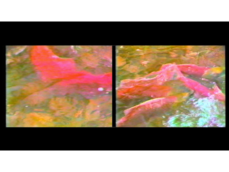 1580_1382_Spawning Salmon 2-channel-1.jpg 1580_1382_Spawning Salmon 2-channel-1.jpg